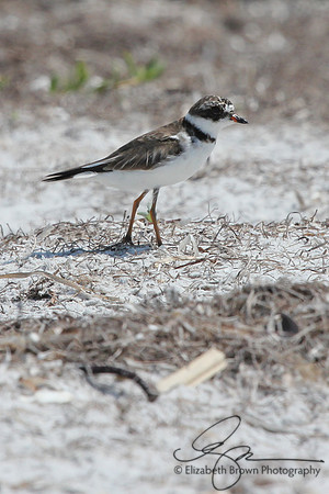 Semipalmated Plover