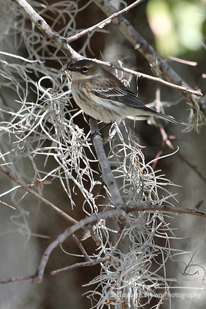 Yellow-rumped Warbler