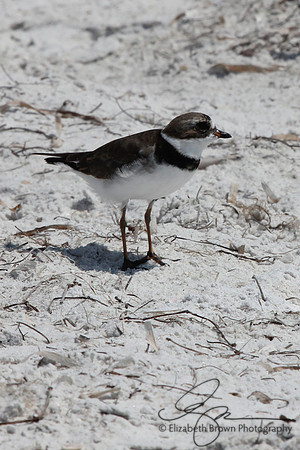 Semipalmated Plover