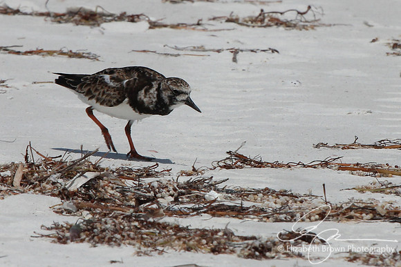 Ruddy Turnstone
