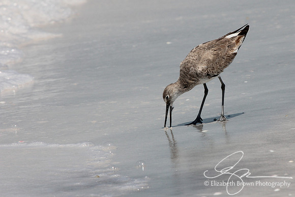 Willet