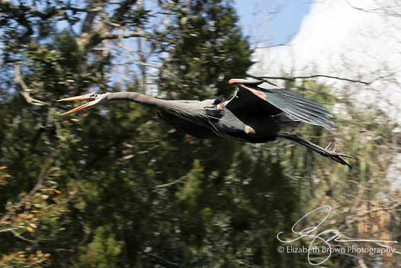 Great Blue Heron