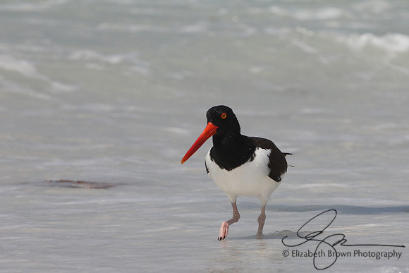 American Oystercatcher