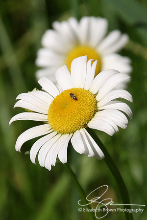 Daisies