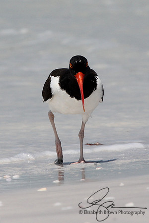 American Oystercatcher