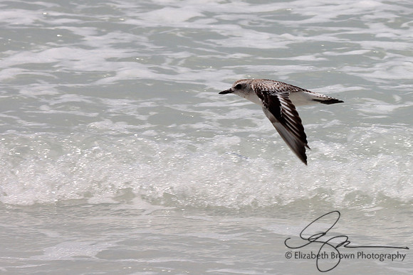Black Bellied Plover