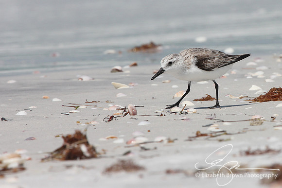 Sanderling
