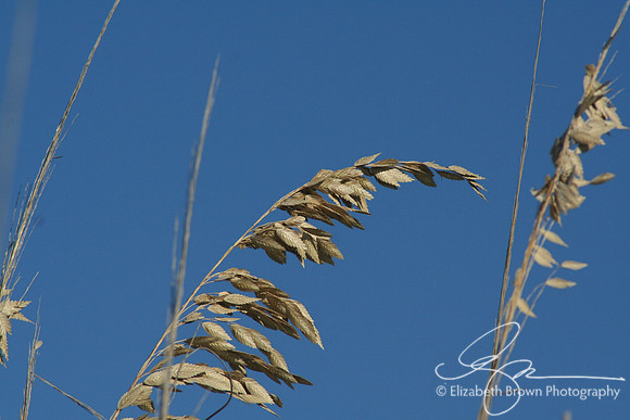 Sea Oats