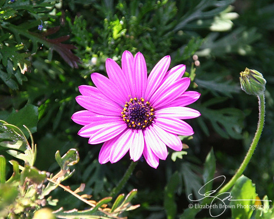 Purple Daisy