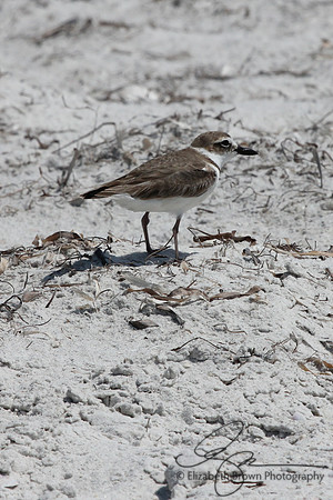 Wilson's Plover