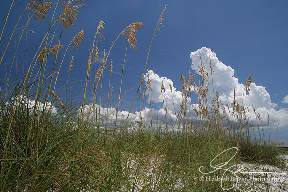 Honeymoon Island State Park