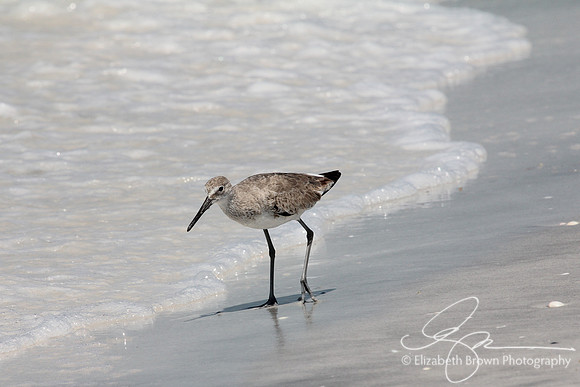 Willet