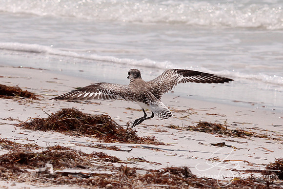 Black Bellied Plover