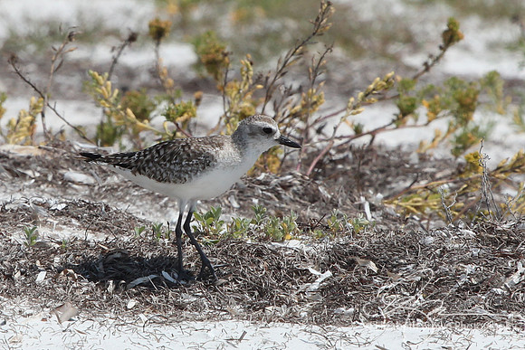 Black Bellied Plover