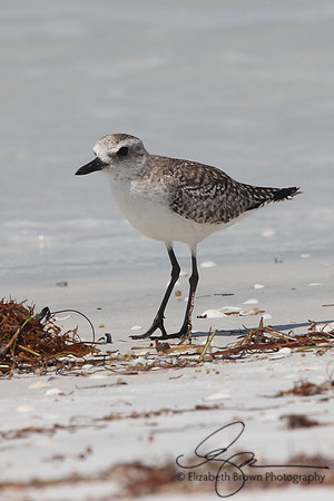 Black Bellied Plover