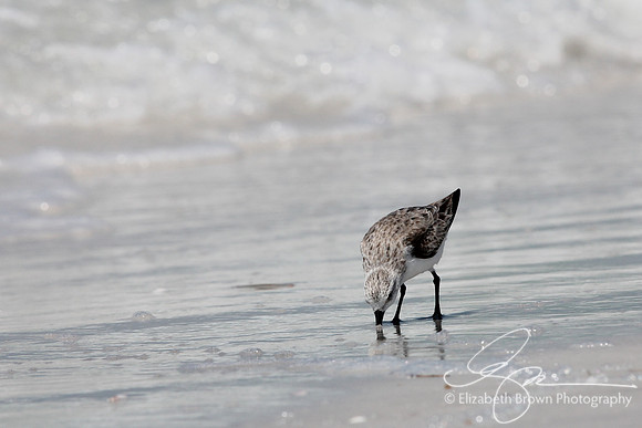 Sanderling