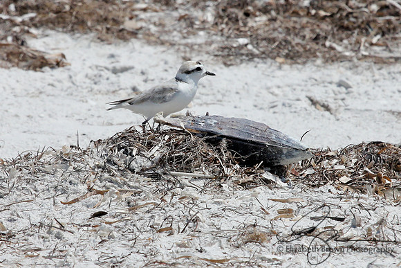 Snowy Plover
