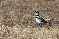 Killdeer
