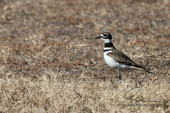 Killdeer
