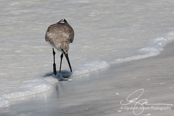 Willet