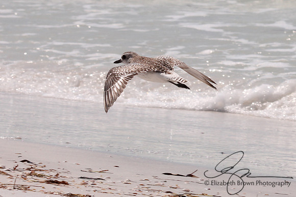 Black Bellied Plover