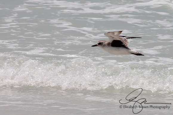 Black Bellied Plover