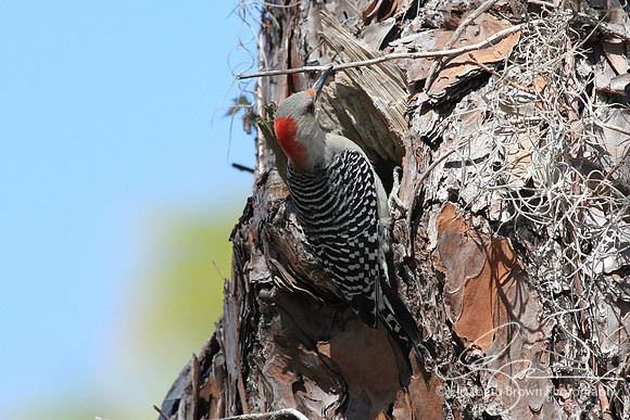 Red-bellied Woodpecker