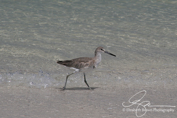 Willet