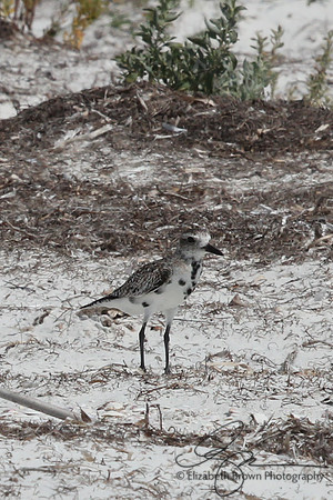 Black Bellied Plover