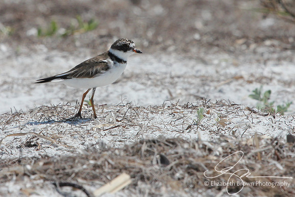 Semipalmated Plover