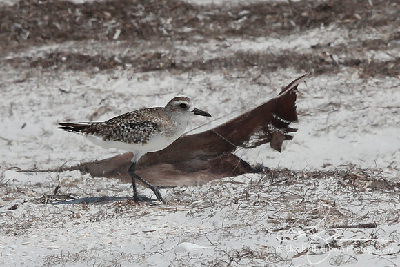 Black Bellied Plover