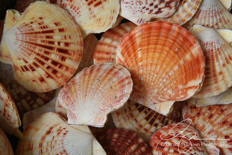 Elizabeth Brown Photography | Shells