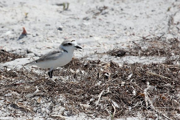 Snowy Plover