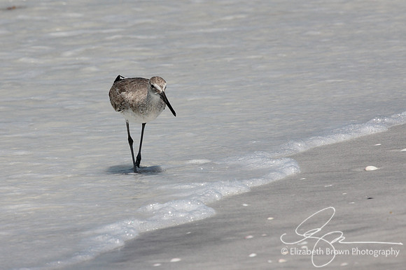 Willet