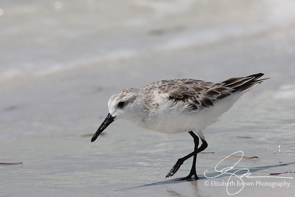 Sanderling