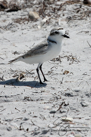 Snowy Plover