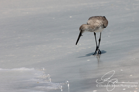 Willet