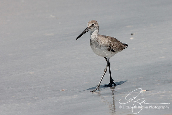 Willet