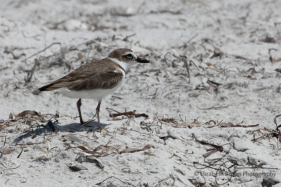 Wilson's Plover
