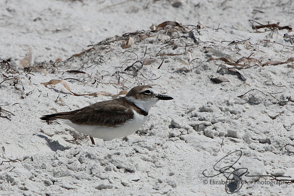 Wilson's Plover
